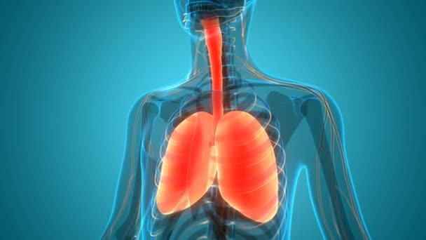 Анімація Концепція Людської Респіраторної Системи Lungs Anatomy — стокове відео