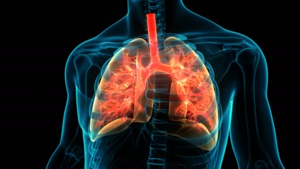 人間の呼吸器系の三次元アニメーションの概念 肺解剖学 — ストック動画
