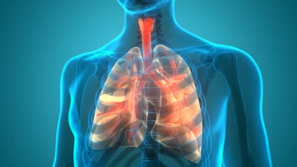 Concetto Animazione Dell Anatomia Polmonare Del Sistema Respiratorio Umano — Video Stock