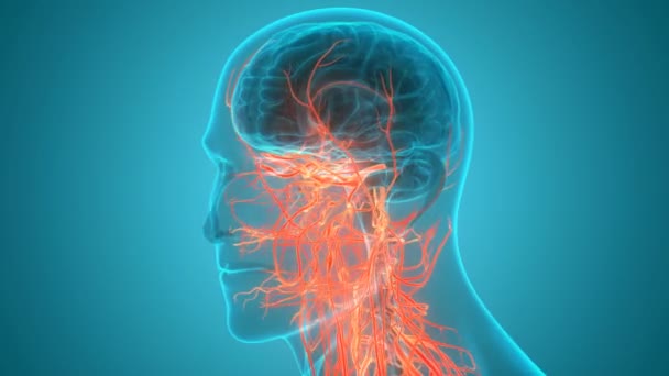 Zentralorgan Des Menschlichen Nervensystems Gehirnanatomie — Stockvideo