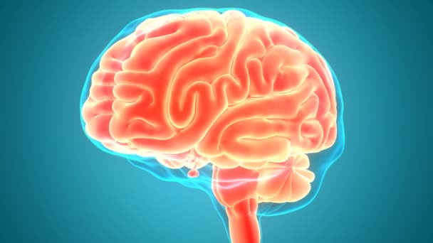 Conceito Animação Órgão Central Sistema Nervoso Humano Anatomia Cérebro — Vídeo de Stock