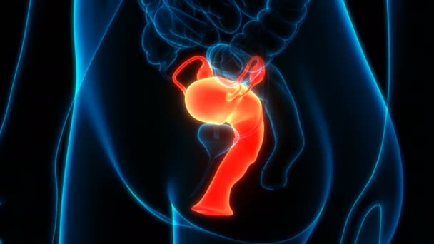 Vrouwelijk Voortplantingssysteem Met Zenuwstelsel Urineblaas Anatomie — Stockvideo