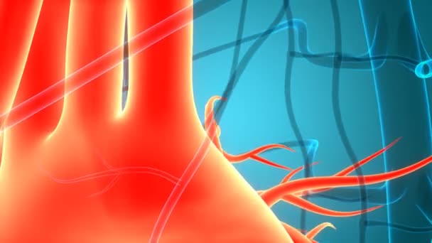 Anatomia Cardiaca Del Sistema Circolatorio Umano — Video Stock