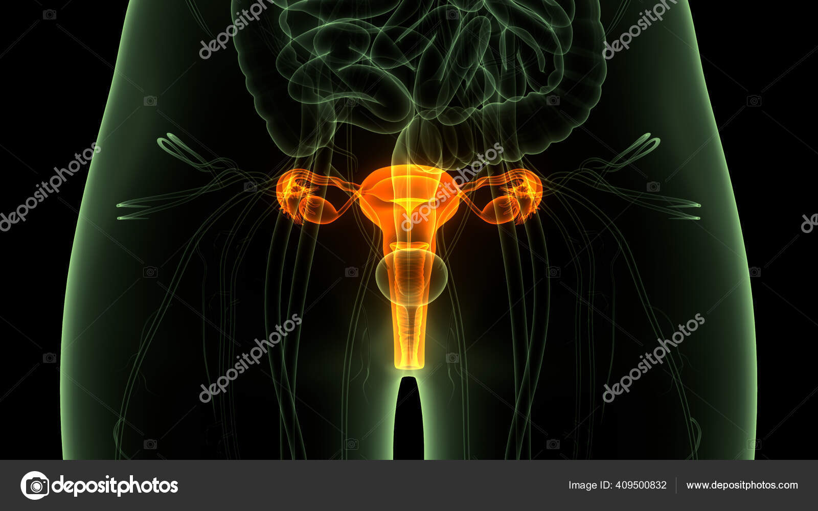 图7-18 女性内生殖器(剖面观)-临床应用人体结构-医学