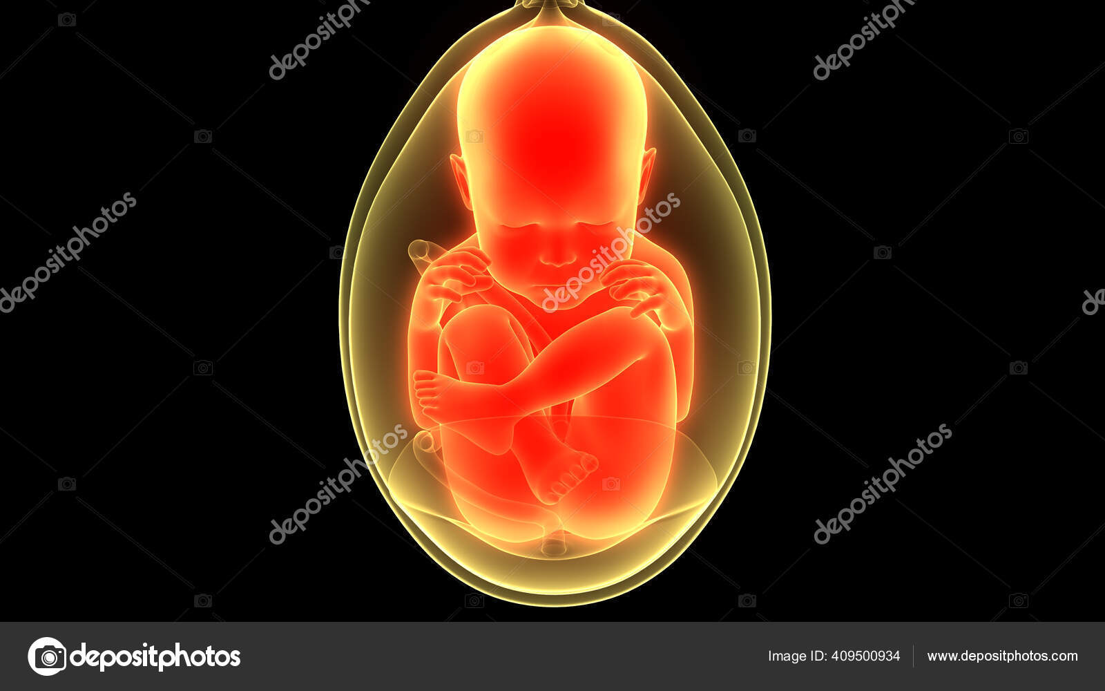 Human Fetus Baby Womb Anatomy Stock Photo by ©magicmine 409500934