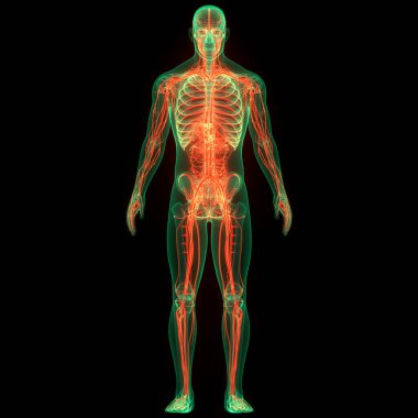 İnsan iskelet sistemi apandisit iskelet eklemi anatomisi. Üç Boyut