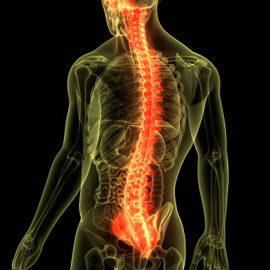 İnsan iskelet sistemi anatomisinin omurilik omurgası. Üç Boyut