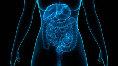 İnsan Sindirim Sistemi (Mide Anatomisi). Üç Boyut