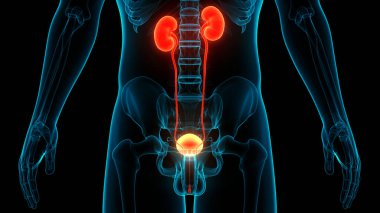 İdrar torbası anatomisi olan insan böbrekleri. Üç Boyut