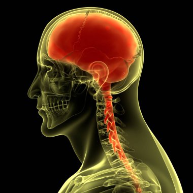 İnsan Sinir Sistemi Beyin Anatomisi Merkezi Organı. Üç Boyut