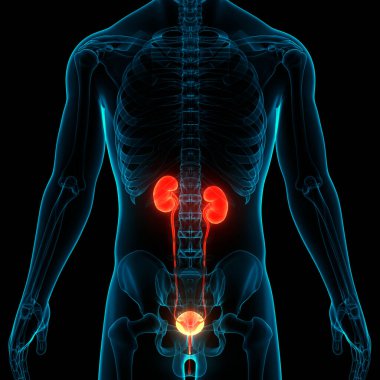 İdrar torbası anatomisi olan insan böbrekleri. Üç Boyut