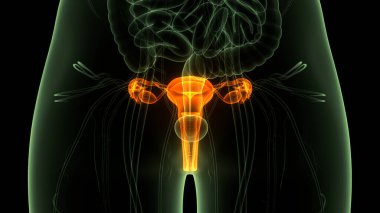 Kadın Üreme Sistemi Anatomisi. Üç Boyut