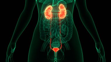 İnsan İdrar Sistemi Böbrekleri Anatomisi. Üç Boyut