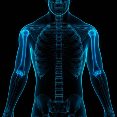İnsan iskeleti anatomisi (Humerus Bones). Üç Boyut