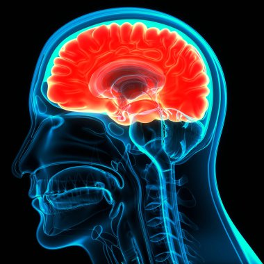 İnsan Sinir Sistemi Beyin Anatomisi Merkezi Organı. Üç Boyut