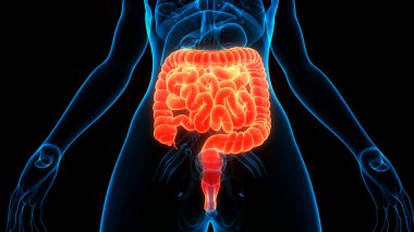 İnsan Sindirim Sistemi (Mide Anatomisi). Üç Boyut