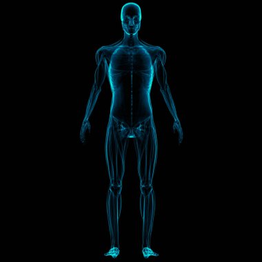 İnsan Vücut Kas Sistemi Anatomisi. Üç Boyut