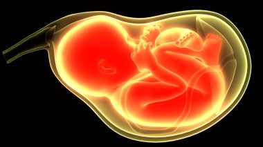Human Fetus Baby in Womb Anatomy. 3D clipart