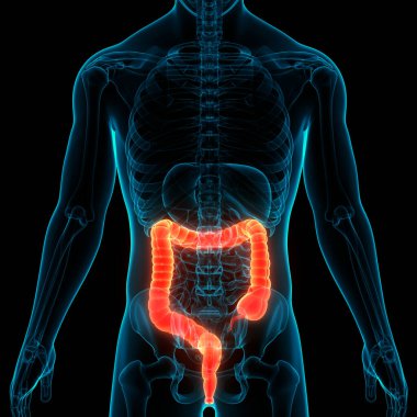 İnsan Sindirim Sistemi (Mide Anatomisi). Üç Boyut