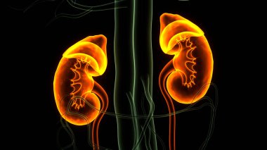 İnsan İdrar Sistemi Böbrekleri Anatomisi. Üç Boyut