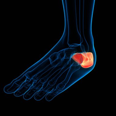 İnsan iskelet sistemi ayak kemiği eklemleri anatomisi. Üç Boyut
