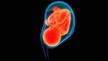 Anatomideki insan fetüs bebeği. Üç Boyut