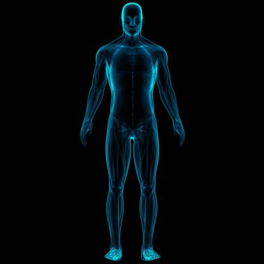 İnsan Vücut Kas Sistemi Anatomisi. Üç Boyut