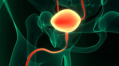 İdrar torbası anatomisi olan insan böbrekleri. Üç Boyut