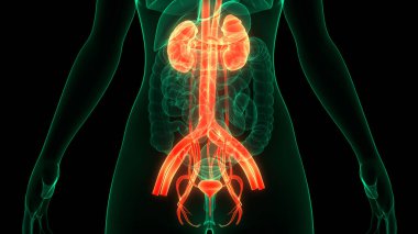 İnsan İdrar Sistemi Böbrekleri Anatomisi. Üç Boyut
