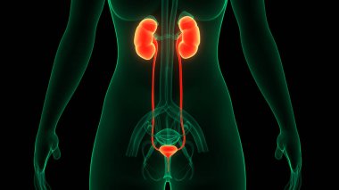 İdrar torbası anatomisi olan insan böbrekleri. Üç Boyut