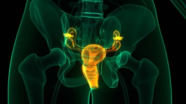 Kadın Üreme Sistemi Anatomisi. Üç Boyut