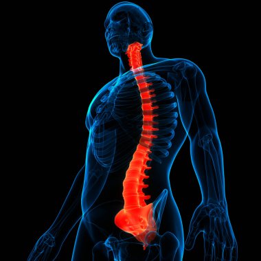 İnsan iskelet sistemi anatomisinin omurilik omurgası. Üç Boyut