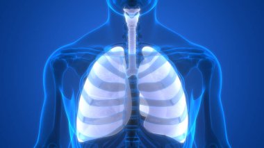 İnsan Solunum Sistemi Anatomisi 'nin 3 boyutlu kavramı