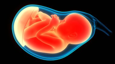 Anatomideki insan fetüs bebeği. Üç Boyut