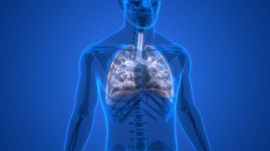 İnsan Solunum Sistemi Anatomisi 'nin 3 boyutlu kavramı