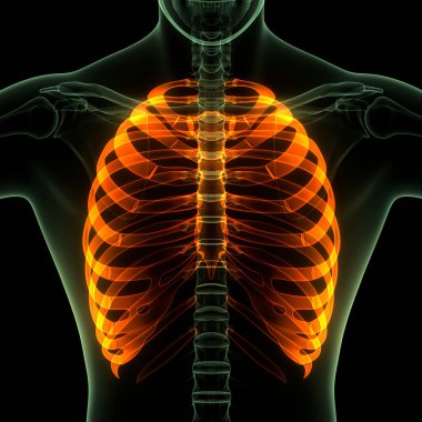 İnsan iskeleti göğüs kafesi eklemi anatomisi. Üç Boyut