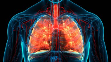 İnsan Solunum Sistemi Anatomisi 'nin 3 boyutlu kavramı