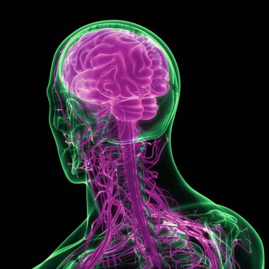 İnsan Sinir Sistemi Beyin Anatomisi Merkezi Organı. Üç Boyut