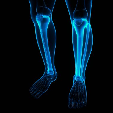 İnsan iskeleti bacak eklemi anatomisi. 3D - Görüntü