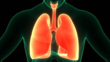 İnsan Solunum Sistemi Anatomisi 'nin 3 boyutlu kavramı