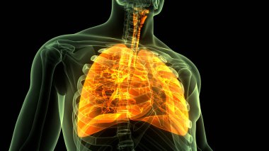 İnsan Solunum Sistemi Anatomisi 'nin 3 boyutlu kavramı