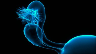 Kadın Üreme Sistemi Anatomisi. Üç Boyut