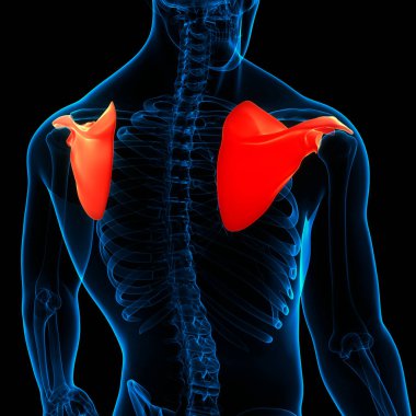İnsan iskelet sistemi skapula kemik eklemleri anatomisi. Üç Boyut