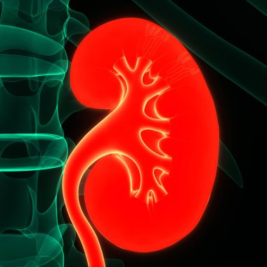 İnsan İdrar Sistemi Böbrekleri İdrarında 3 Boyutlu İllüstrasyon Anatomisi