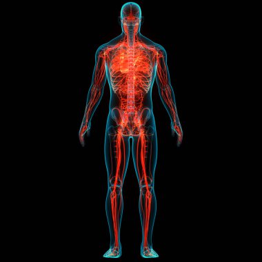 İnsan Dolaşım Sistemi Kalp Anatomisi. Üç Boyut