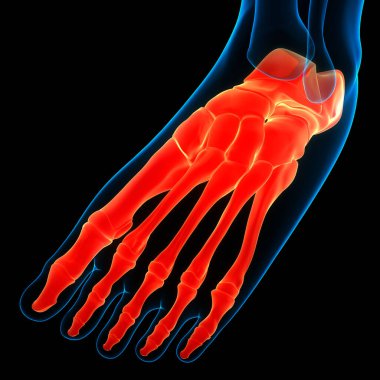 İnsan iskelet sistemi ayak kemiği eklemleri anatomisi. Üç Boyut