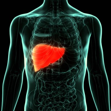 İnsan vücudu karaciğer anatomisi. Üç Boyut