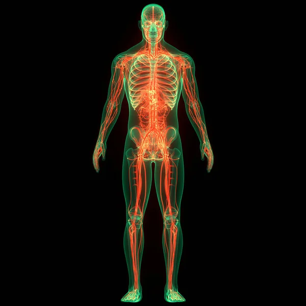 Nsan Iskelet Sistemi Apandisit Iskelet Eklemi Anatomisi Boyut — Stok fotoğraf