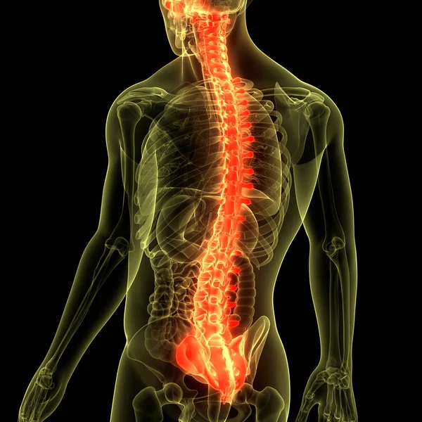 Spinal Cord Vertebral Column Human Skeleton System Anatomy — Stock Photo, Image