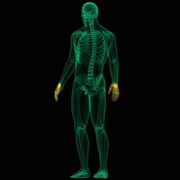 Human Skeleton System Bones Hands Anatomy — стокове фото
